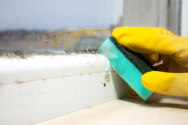 Best Mold Removal for HVAC Installations  in Evergreen, CO